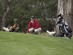 Tasmania Golf Club - The - Tourism Noosa 0