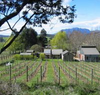 Wilmot Hills Vineyard - Tourism Noosa