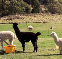 Maydena Country Cabins Accommodation  Alpaca Stud - Tourism Noosa
