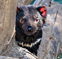 Trowunna Wildlife Sanctuary - Tourism Noosa