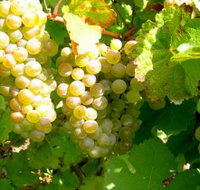 Winstead Vineyard - Tourism Noosa