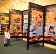 Platypus Experience - Tourism Noosa