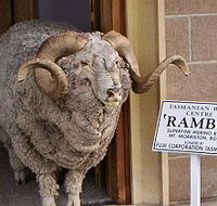 Tasmanian Wool Centre - Tourism Noosa