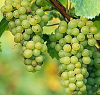 TP Vineyards - Tourism Noosa