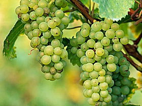 TP Vineyards - Tourism Noosa 0