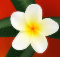 Well Retreat - Day Spa and Teahouse - Tourism Noosa