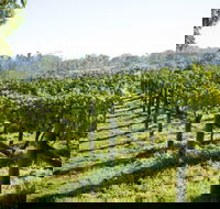 Surveyor's Hill Vineyards - Tourism Noosa