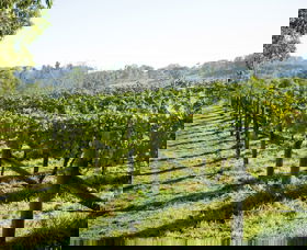 Surveyor's Hill Vineyards - Tourism Noosa 0