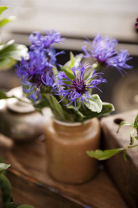 Salamanca Market - Tourism Noosa 1