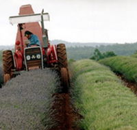 Bridestowe Lavender Farm - Tourism Noosa