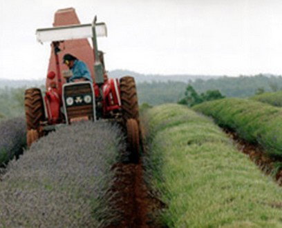 Bridestowe Lavender Farm - Tourism Noosa 0