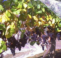 Palmara Vineyard - Tourism Noosa