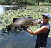 Barra Feeding - Tourism Noosa