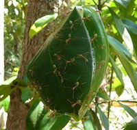 Greenant Creek Walk - Tourism Noosa
