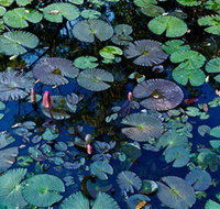 Pine Creek Water Gardens - Tourism Noosa