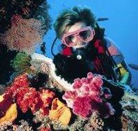 Cook Island Dive Site - Tourism Noosa
