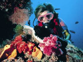 Nine Mile Reef Dive Site - Tourism Noosa 0