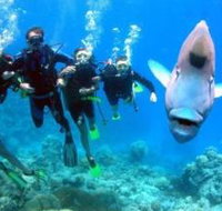 Magic Mountain Dive Site - Tourism Noosa