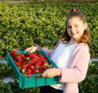 Strawberry Fields - Tourism Noosa