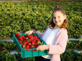 Strawberry Fields - Tourism Noosa 0