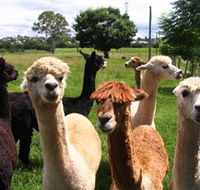 Banyandah Alpacas - Tourism Noosa