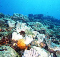 Mudjimba Old Woman Island Dive Site - Tourism Noosa
