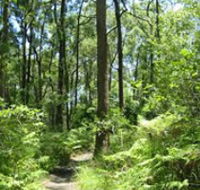 Mapleton Falls National Park - Tourism Noosa