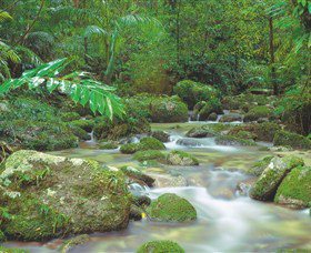 Mossman Gorge, Daintree National Park - Tourism Noosa 0
