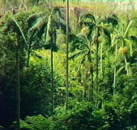 Fern Tree Pool and Giant's Chair Circuit - Tourism Noosa