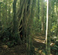 Mount Bithongabel - Tourism Noosa