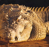 Koorana Crocodile Farm - Tourism Noosa