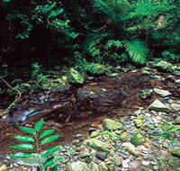 Wompoo Walk - Tourism Noosa