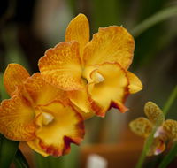 Queens Park - Orchid House - Tourism Noosa