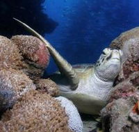 Light House Bommie Dive Site - Tourism Noosa