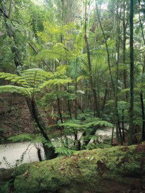 Fraser Island Great Walk - Tourism Noosa 0