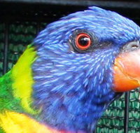 Fraser Coast Wildlife Sanctuary - Tourism Noosa