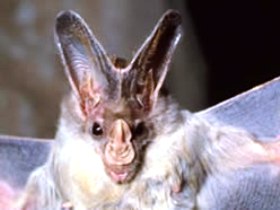 Mount Etna Caves National Park - Tourism Noosa 0