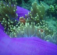 The Lady Bowen Dive Site - Tourism Noosa