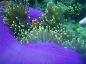 The Lady Bowen Dive Site - Tourism Noosa 0