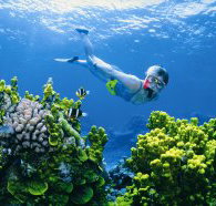 Wheeler Reef Dive Site - Tourism Noosa