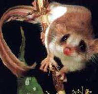 Carrowong Fauna Sanctuary - Tourism Noosa