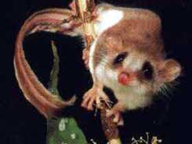 Carrowong Fauna Sanctuary - Tourism Noosa 0