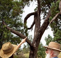 Charleville - Outback Native Timber Walk - Tourism Noosa