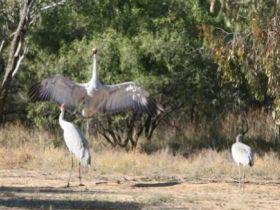 Bulloo River Walk - Tourism Noosa 0