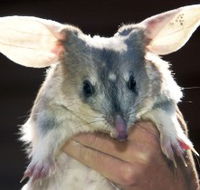 Charleville - Bilby Experience - Tourism Noosa