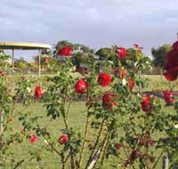 Elizabeth Park Rose Gardens - Tourism Noosa