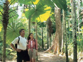 Licuala State Forest - Tourism Noosa 0