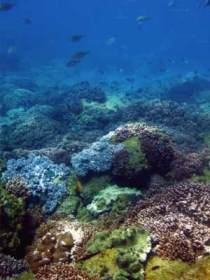 Hoffman's Rocks Dive Site - Tourism Noosa 0