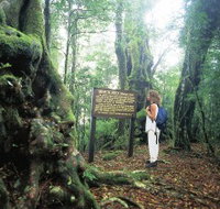 Tooloona Creek circuit - Tourism Noosa