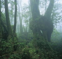 West Canungra Creek Circuit - Tourism Noosa